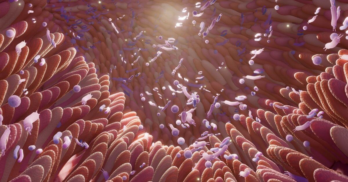 Illustration of Akkermansia bacteria within the gut mucosal layer