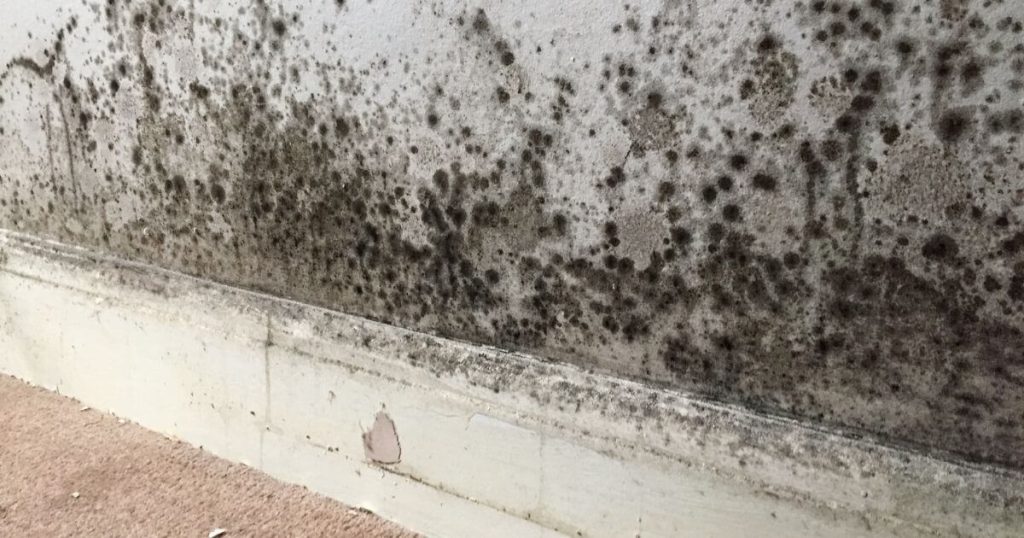 Black mould growing along a damp interior wall above a skirting board