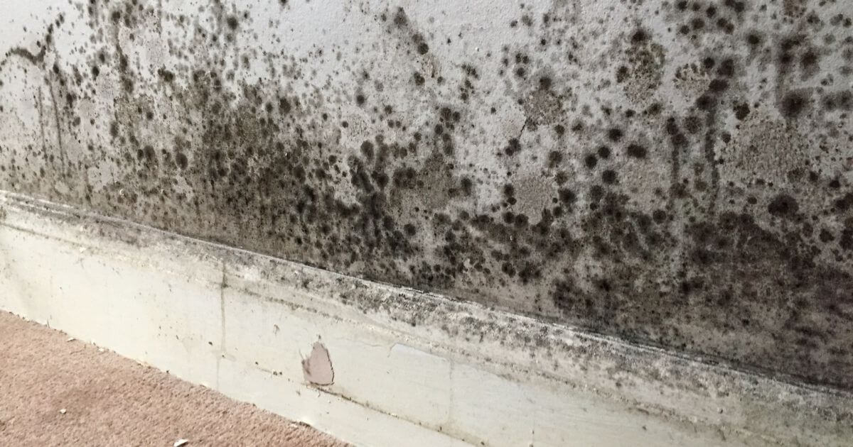 Black mould growing along a damp interior wall above a skirting board