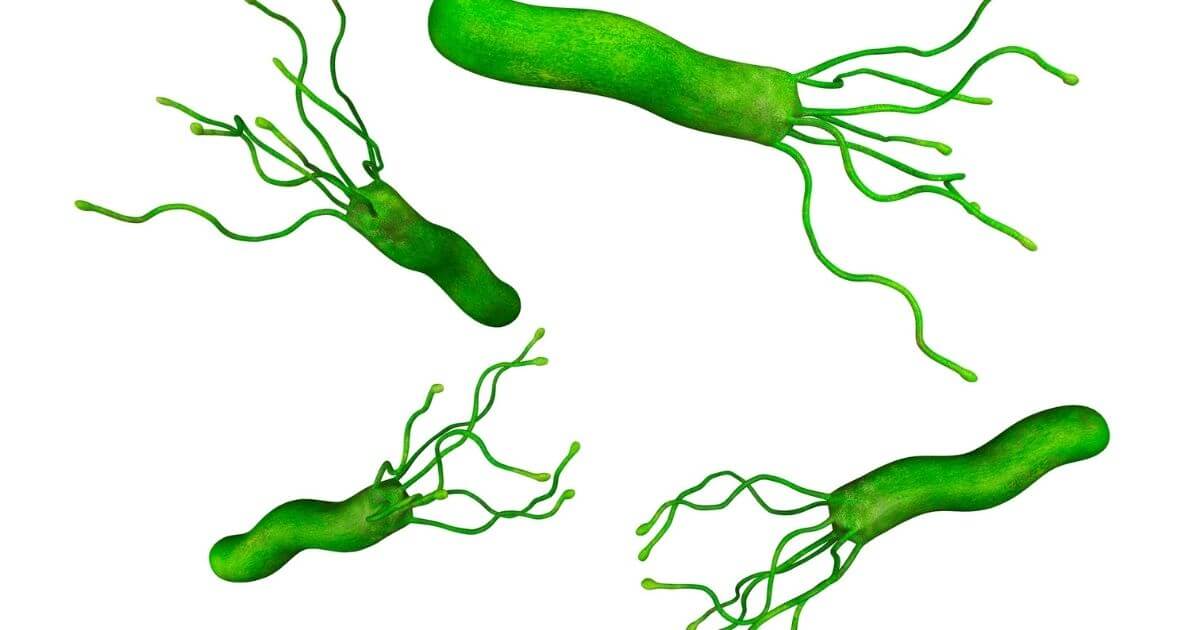 Illustration of Helicobacter pylori bacteria
