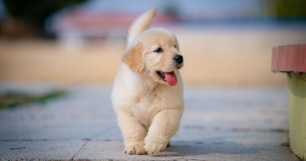 Happy golden retriever puppy walking with tongue out, evoking calm and joy