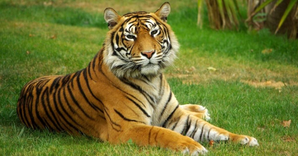 Tiger resting on green grass.