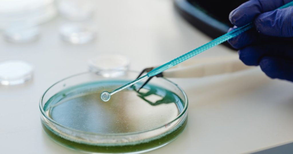 A scientist culturing bacteria in a petri dish