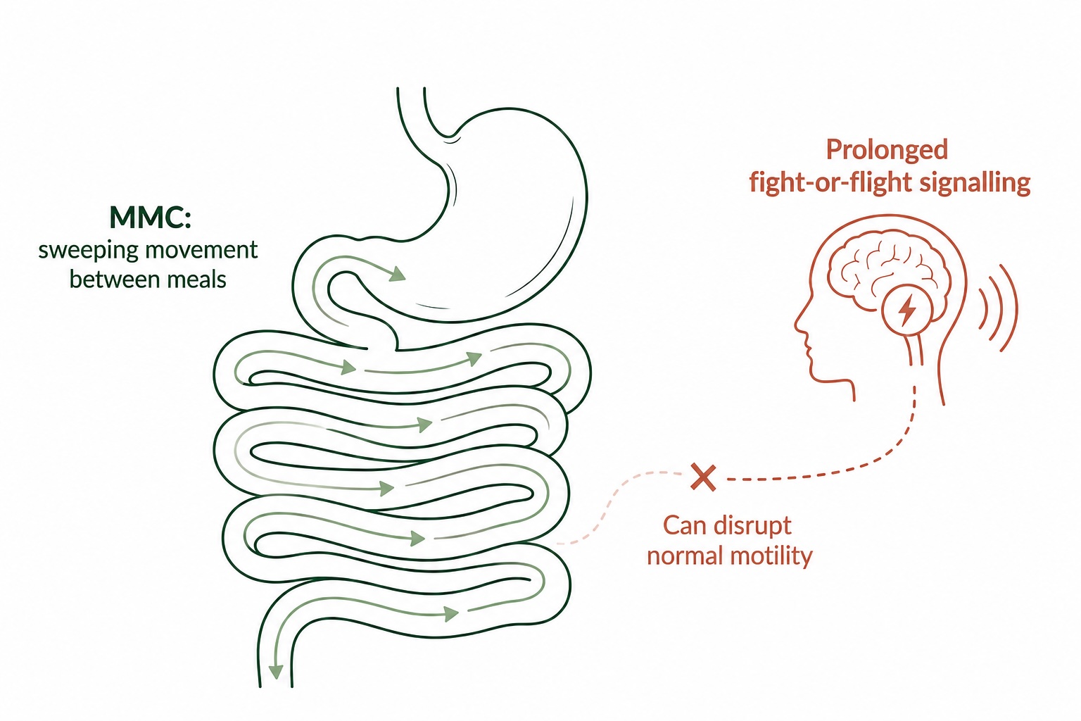Diagram showing how prolonged fight-or-flight signalling can disrupt the migrating motor complex and small-intestinal motility