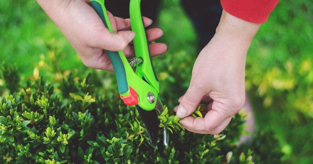 Pruning a healthy hedge, illustrating why antimicrobials cure SIBO only when the underlying gut environment has already improved.